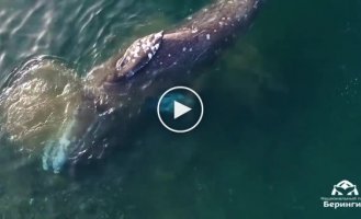 На Чукотке кит подплыл к берегу почесать брюхо