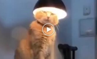 Saint Eulampios cat meditating under a lamp