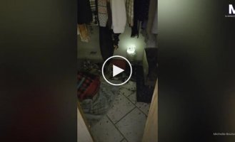 A girl hid rabbits in a closet for almost a week