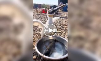 Прожорливый баклан