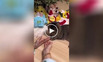 The girl wanted to show a trick to the cat, but everything didn’t go according to plan