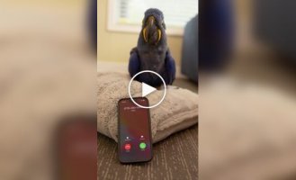 A parrot talks to a bot with artificial intelligence