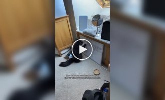 Кіт вніс корективи в цілі господині на 2026 рік