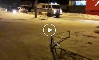 Свердловские полицейские конвоируют пойманного алабая