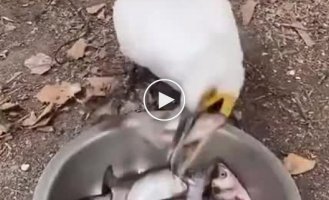 Cormorant eats fresh fish