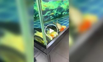 Риби в акваріумі «налякали» господаря