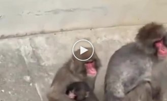 Малыша Панча крепко обняла взрослая обезьяна