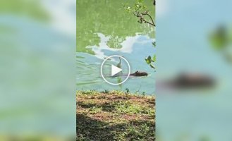 Чапля верхи на капібарі