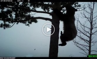 Любопытный медвежонок снял уникальное видео в заповеднике