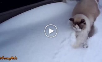 Подборка кошек с забавной реакцией на снег