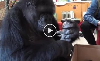 Большая и милая горилла