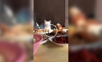 How delicious: the cat enjoys the smells