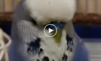 Parrot reads a poem