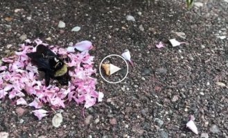 Муравьи несут цветы умершему шмелю