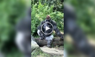 Model Male: Gorilla with the Ultimate Level of Cool