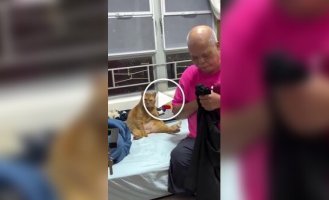 Кот стал похож на своего хозяина