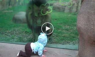 The lion tried to reach the child through the glass