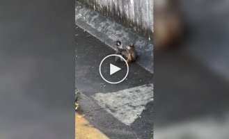 У обезьянки-сироты Панча появилась подружка