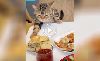Вечно голодный кот ворует еду со стола