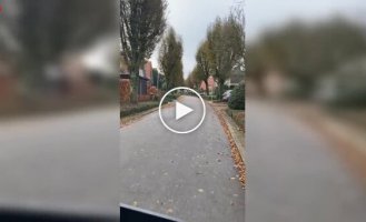 Женщина и волк: неожиданная встреча на улице