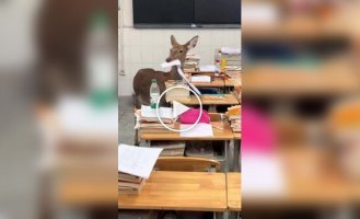 Олень съел экзаменационные листы школьников