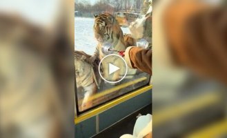 Тигров в зоопарке раскормили так, что они отказываются от мяса