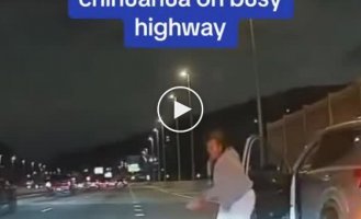 The Unusual Highway Chase for a Chihuahua