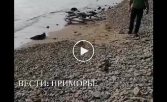 На острове нашли полутораметрового краба