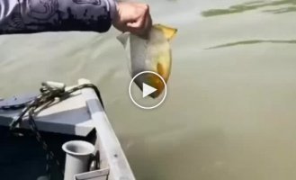 The story of an unusual friendship: a fisherman and an otter