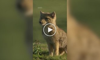 Cute Tibetan fox cubs
