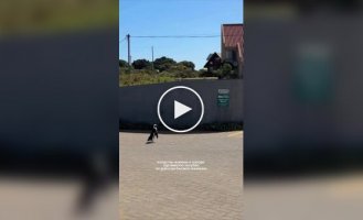 Пінгвіни на вулиці міста в ПАР