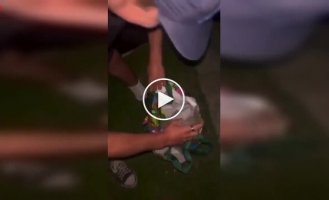 Сверчки в салоне: очень плохая идея