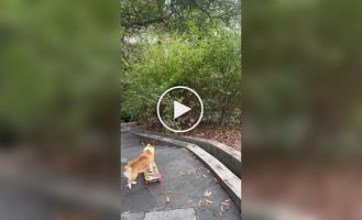 Attention Corgi Skateboarder