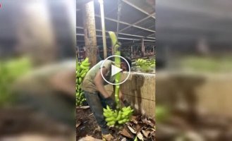 Профессиональная мойка бананов