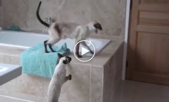 Коты переживают за принимающую душ хозяйку