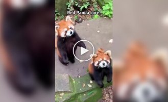 Из жизни красных панд