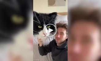 Кот показал, кто в доме хозяин