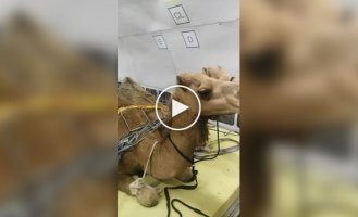 Перевозка верблюдов на самолете