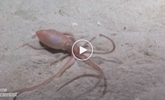 Scientists had no idea that octopuses were capable of this