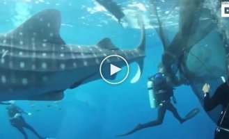 После спасения дайверами, китовые акулы были так благодарны, что остались плавать рядом