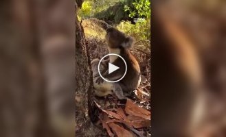 Koala mourns the death of a female