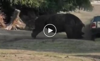 Кусини - большой и очень злой носорог