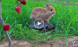 Maximum cuteness: the turtle gave a ride to the rabbit to eat strawberries