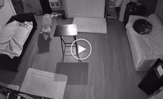A surveillance camera captured how a coffee table scared the hell out of two dogs.