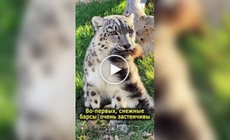З життя снігових барсів