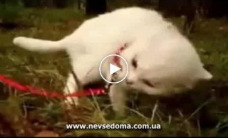Забавная реакция у кота