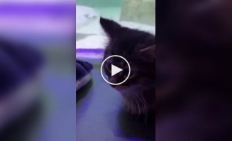 Котята посетили океанариум