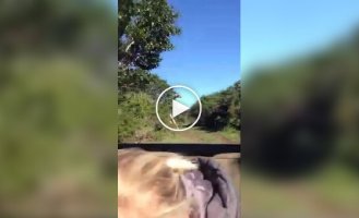 A giraffe chased tourists