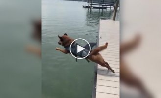 Граціозний стрибок пса у воді