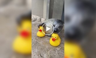 В США 33-летний тюлень не расстается с резиновыми уточками, с которыми играет и учится новым трюкам